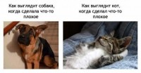 /album/fotogaljerjeja/smeshnie-kartinki-1369402093240520132055-jpg/