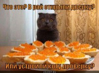 /album/fotogaljerjeja/smeshnie-kartinki-1369670731270520131272-jpg/