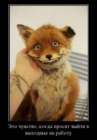 /album/fotogaljerjeja/smeshnie-kartinki-1369837902290520131328-jpg/